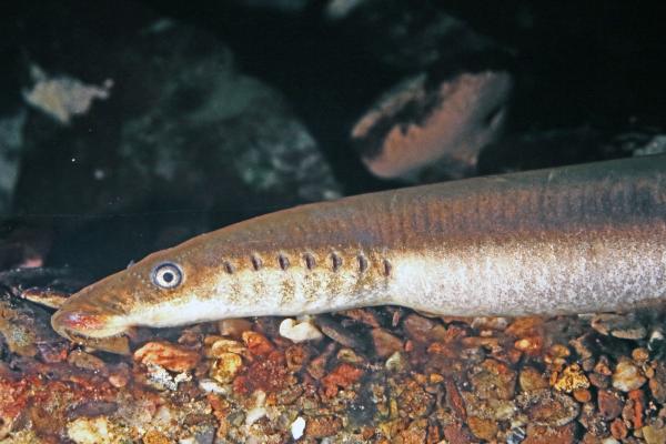 Flussneunauge