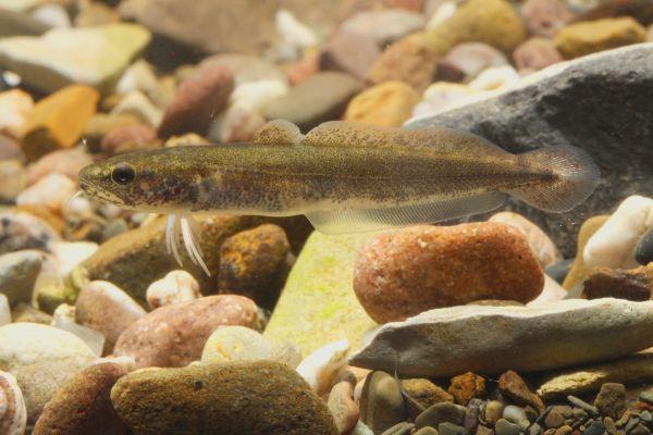 Juvenile Quappe