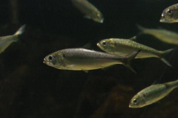 Maifische Aus Dem Ex Situ Bestand