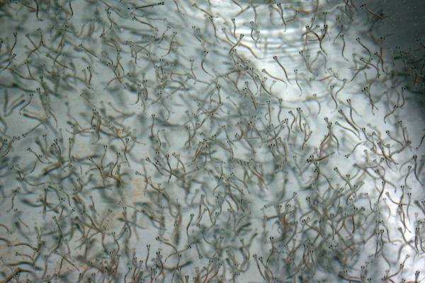 Maifischlarven Vor Dem Besatz