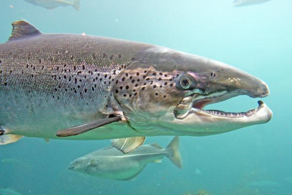 Lachs